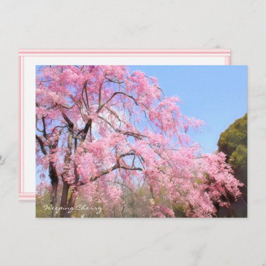 Weeping Cherry: Flat Card (Vorne/Hinten)