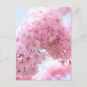 Weeping Cherry: Postkarte