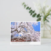 Weeping cherry tree ("Nara Ichiban-Zakura") ポストカード Postkarte (Stehend Vorderseite)