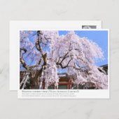 Weeping cherry tree ("Nara Ichiban-Zakura") ポストカード Postkarte (Vorne/Hinten)