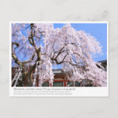 Weeping cherry tree ("Nara Ichiban-Zakura") ポストカード Postkarte (Vorderseite)