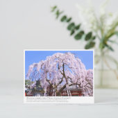 Weeping cherry tree ("Nara Ichiban-Zakura") ポストカード Postkarte (Stehend Vorderseite)