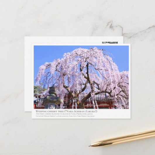 Weeping cherry tree ("Nara Ichiban-Zakura") ポストカード Postkarte (Vorderseite/Rückseite Beispiel)