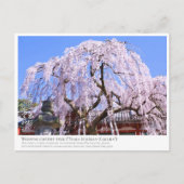 Weeping cherry tree ("Nara Ichiban-Zakura") ポストカード Postkarte (Vorderseite)