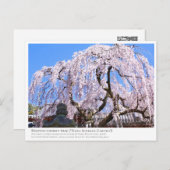 Weeping cherry tree ("Nara Ichiban-Zakura") ポストカード Postkarte (Vorne/Hinten)