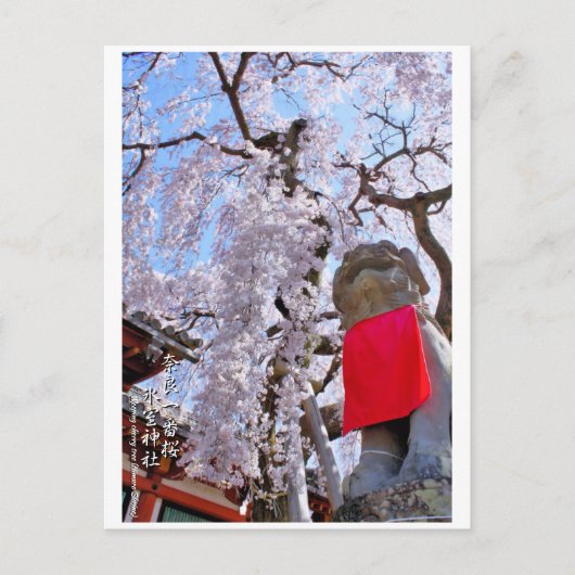 Weeping cherry tree ("Nara Ichiban-Zakura") ポストカード Postkarte (Vorderseite)