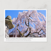 Weeping cherry tree ("Nara Ichiban-Zakura") ポストカード Postkarte (Vorderseite)