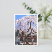 Weeping cherry tree ("Nara Ichiban-Zakura") ポストカード Postkarte (Stehend Vorderseite)