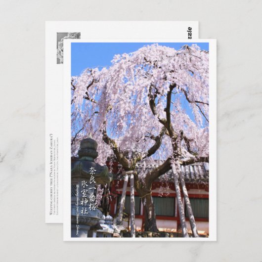 Weeping cherry tree ("Nara Ichiban-Zakura") ポストカード Postkarte (Vorne/Hinten)