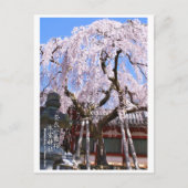 Weeping cherry tree ("Nara Ichiban-Zakura") ポストカード Postkarte (Vorderseite)