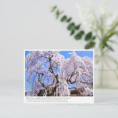Weeping cherry tree ("Nara Ichiban-Zakura") ポストカード Postkarte (Stehend Vorderseite)