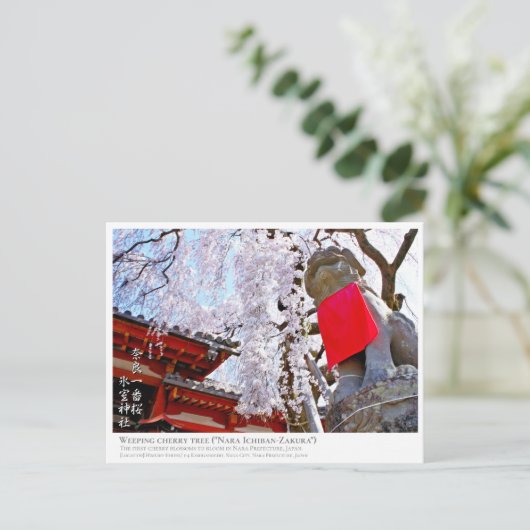 Weeping cherry tree ("Nara Ichiban-Zakura") ポストカード Postkarte (Stehend Vorderseite)