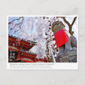 Weeping cherry tree ("Nara Ichiban-Zakura") ポストカード Postkarte (Vorderseite)