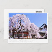 Weeping cherry tree ("Nara Ichiban-Zakura") ポストカード Postkarte (Vorne/Hinten)