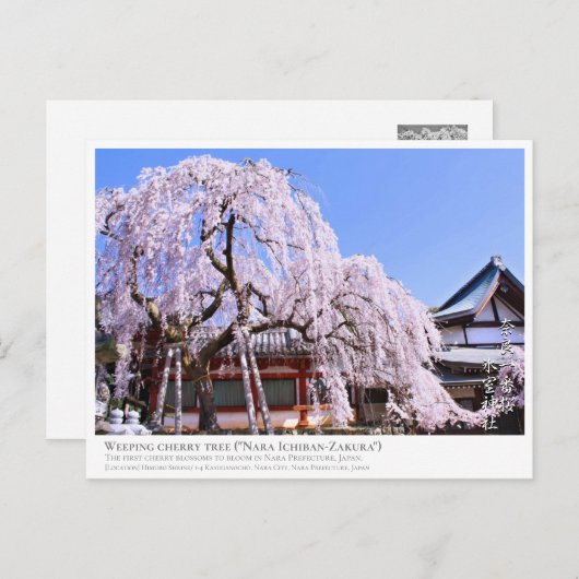 Weeping cherry tree ("Nara Ichiban-Zakura") ポストカード Postkarte (Vorne/Hinten)