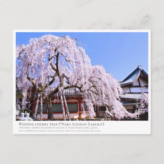 Weeping cherry tree ("Nara Ichiban-Zakura") ポストカード Postkarte (Vorderseite)