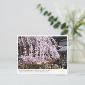 Weeping cherry tree ("Nara Ichiban-Zakura") ポストカード Postkarte (Stehend Vorderseite)
