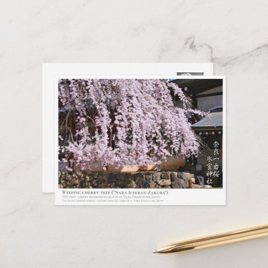 Weeping cherry tree ("Nara Ichiban-Zakura") ポストカード Postkarte (Vorderseite/Rückseite Beispiel)
