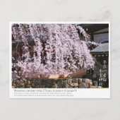 Weeping cherry tree ("Nara Ichiban-Zakura") ポストカード Postkarte (Vorderseite)