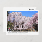 Weeping cherry tree ("Nara Ichiban-Zakura") ポストカード Postkarte (Vorne/Hinten)