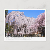 Weeping cherry tree ("Nara Ichiban-Zakura") ポストカード Postkarte (Vorderseite)