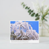 Weeping cherry tree ("Nara Ichiban-Zakura") ポストカード Postkarte (Stehend Vorderseite)