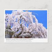 Weeping cherry tree ("Nara Ichiban-Zakura") ポストカード Postkarte (Vorderseite)