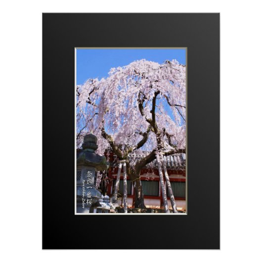 Weeping cherry tree ("Nara Ichiban-Zakura") Poster (Vorderseite)