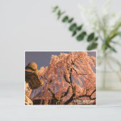 Weeping cherry tree ("Nara Ichiban-Zakura") Postkarte (Stehend Vorderseite)