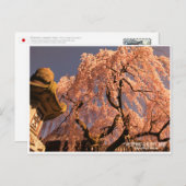 Weeping cherry tree ("Nara Ichiban-Zakura") Postkarte (Vorne/Hinten)