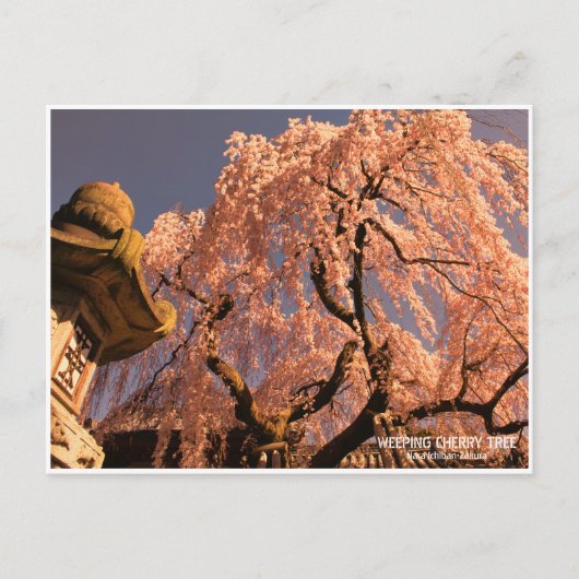Weeping cherry tree ("Nara Ichiban-Zakura") Postkarte (Vorderseite)