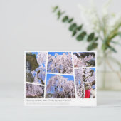 Weeping cherry tree ("Nara Ichiban-Zakura") Postkarte (Stehend Vorderseite)
