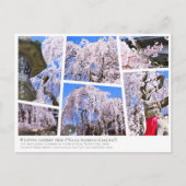 Weeping cherry tree ("Nara Ichiban-Zakura") Postkarte (Vorderseite)