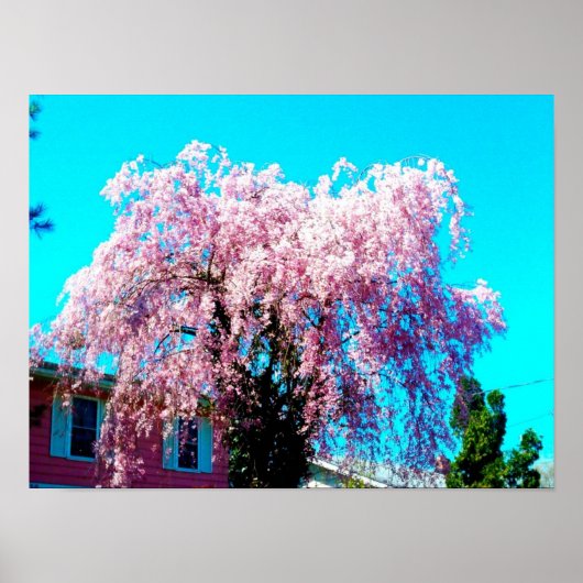 WEEPING CHERRY TREE-Plakat Poster (Vorne)