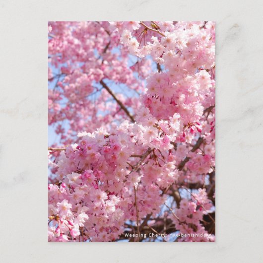 Weeping Cherry: Yae-benishidare Postkarte (Vorderseite)