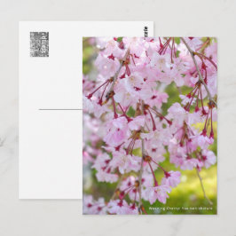 Weeping Cherry: Yae-benishidare Postkarte