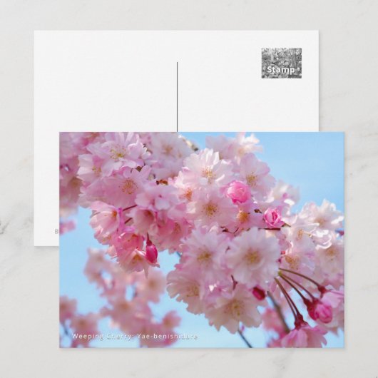 Weeping Cherry: Yae-benishidare Postkarte (Vorne/Hinten)