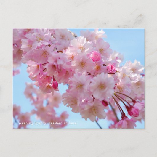 Weeping Cherry: Yae-benishidare Postkarte (Vorderseite)