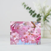 Weeping Cherry: Yae-benishidare Postkarte (Stehend Vorderseite)