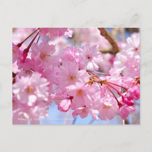 Weeping Cherry: Yae-benishidare Postkarte (Vorderseite)