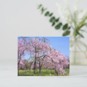 Weeping Cherry(Yaebenishidare) [Postcard] Postkarte (Stehend Vorderseite)
