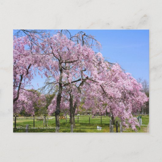 Weeping Cherry(Yaebenishidare) [Postcard] Postkarte (Vorderseite)