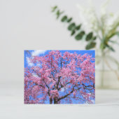Weeping Cherry(Yaebenishidare) [Postkarte] Postkarte (Stehend Vorderseite)