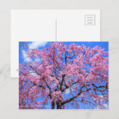 Weeping Cherry(Yaebenishidare) [Postkarte] Postkarte (Vorne/Hinten)
