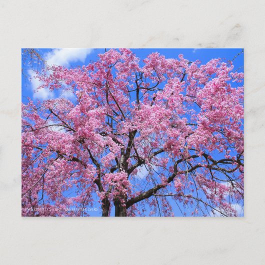 Weeping Cherry(Yaebenishidare) [Postkarte] Postkarte (Vorderseite)