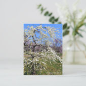 Weeping Japanese Apricot [Postcard] Postkarte (Stehend Vorderseite)