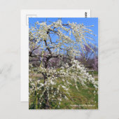 Weeping Japanese Apricot [Postcard] Postkarte (Vorne/Hinten)