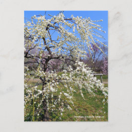 Weeping Japanese Apricot [Postcard] Postkarte