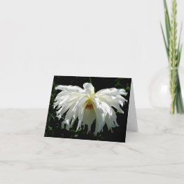 Weeping White Dahlia
