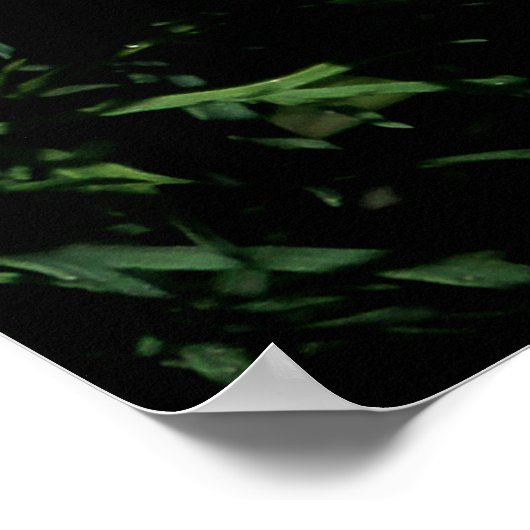 Weeping White Dahlia Poster (Ecke)